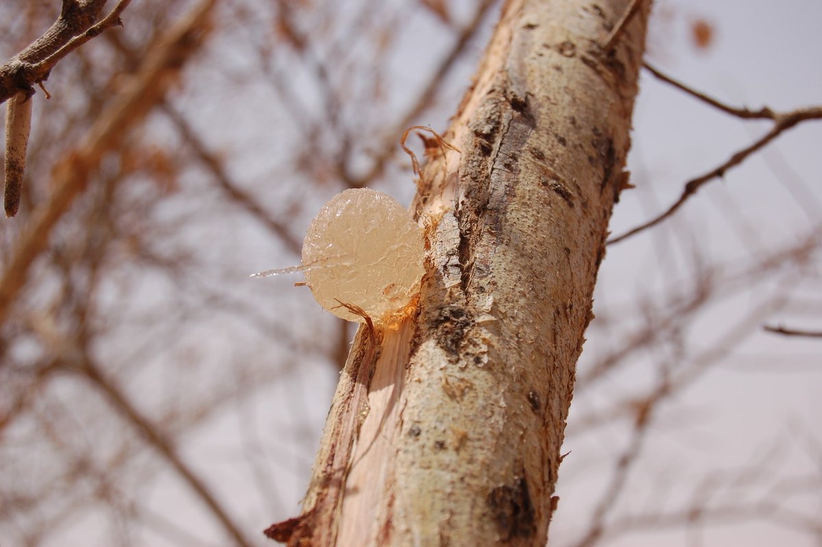 ExportMetro's tweet image. Acacia gum is the air-hardened, gummy exudates flowing naturally from or obtained by incision of the trunk and branches of Acacias of Family Mimosaceae. The two most important gum producing species in the Sudan are Acacia senegal &amp;amp; Acacia seyal.