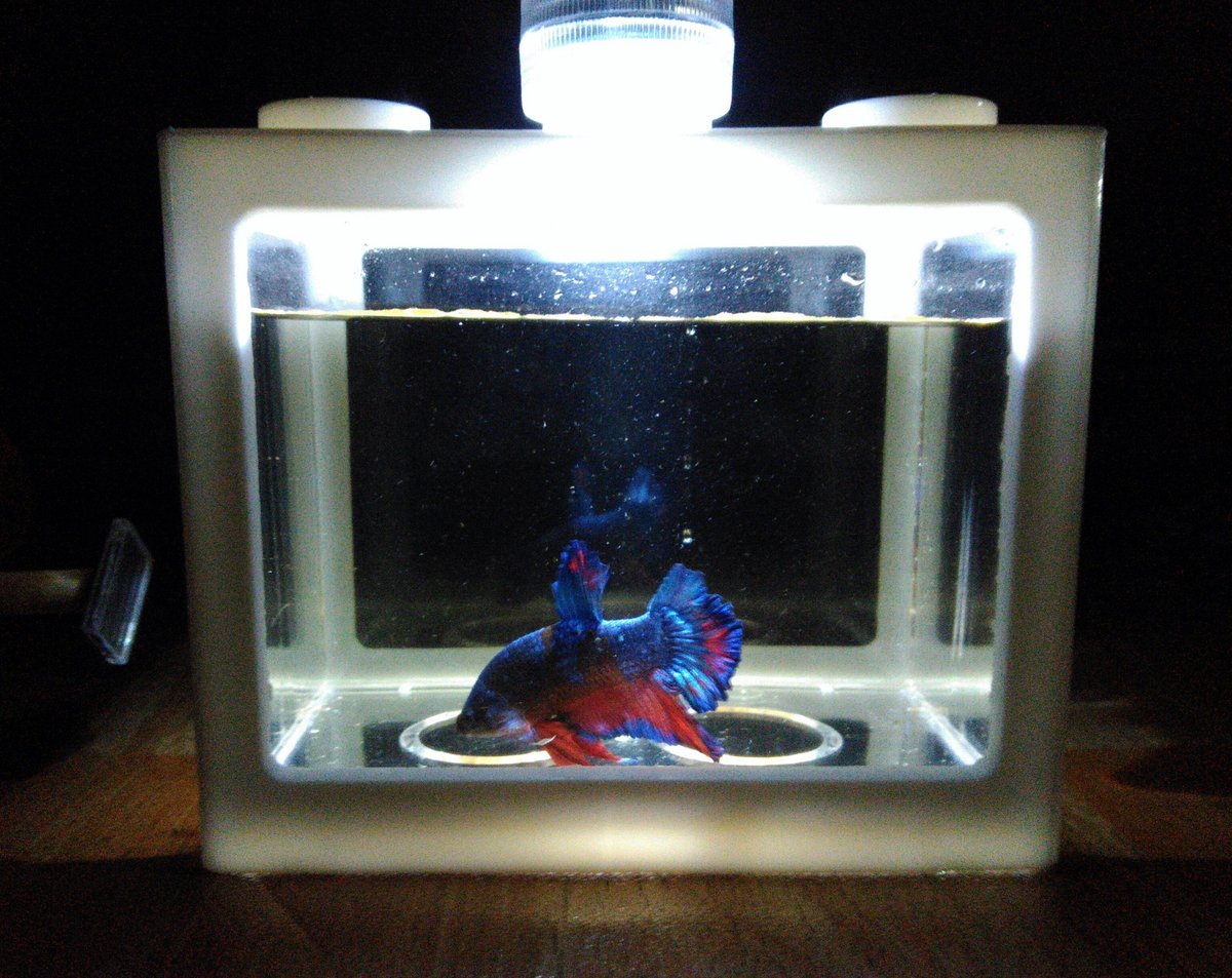 cheng_jiayung's tweet photo. please help me RT this to let more people saw this tweet🥺🍀

bosan pkp? jom laa bela ikan laga (betta fish)🥺
bukan sahaja jual ikan laga, saya ada jual aquarium for betta fish jugakk, price and more details in the thread🤍 https://t.co/hUo8HINtvV