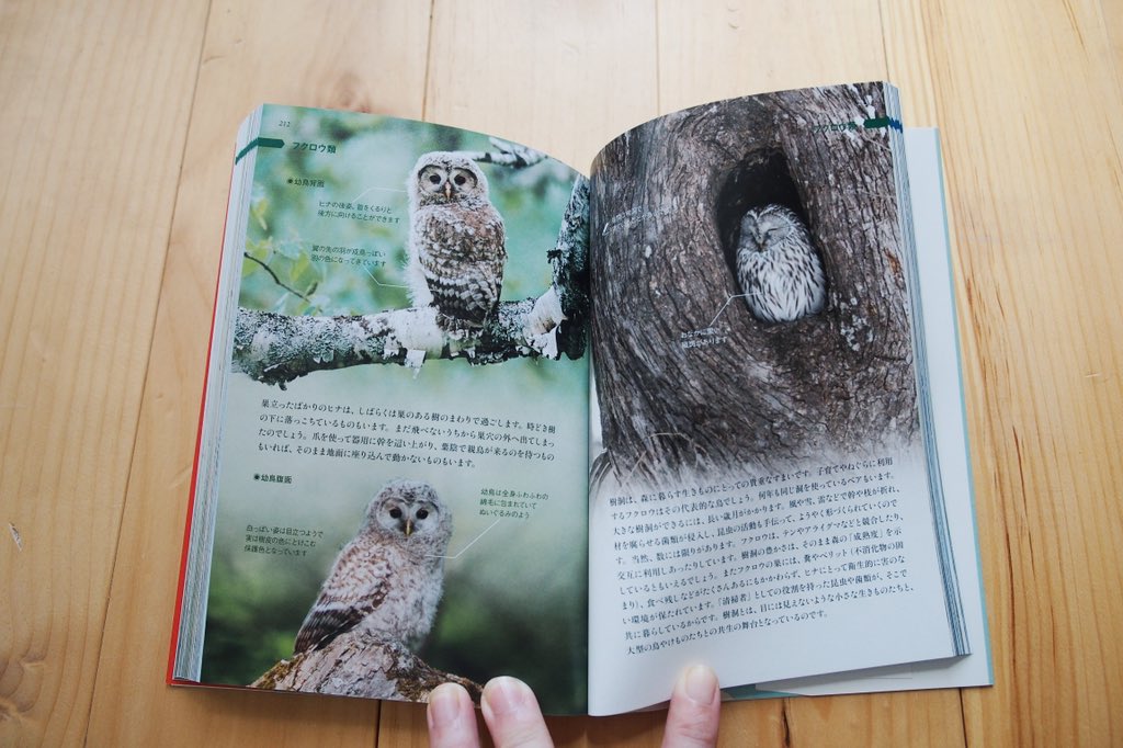ma_chi_co's tweet photo. 心から感動した本。野鳥のことを知りたいけど図鑑には手が伸びず、学びあぐねていた時に本屋で出会った。海外の図録のような美しい表紙と写真の並び、文章は専門用語がほぼなくエッセイのように楽しくて、知識もしっかり学べる、すごいバランス感覚。こんな専門書がいろんなジャンルであればいいのに https://t.co/MKeqDGKFGd