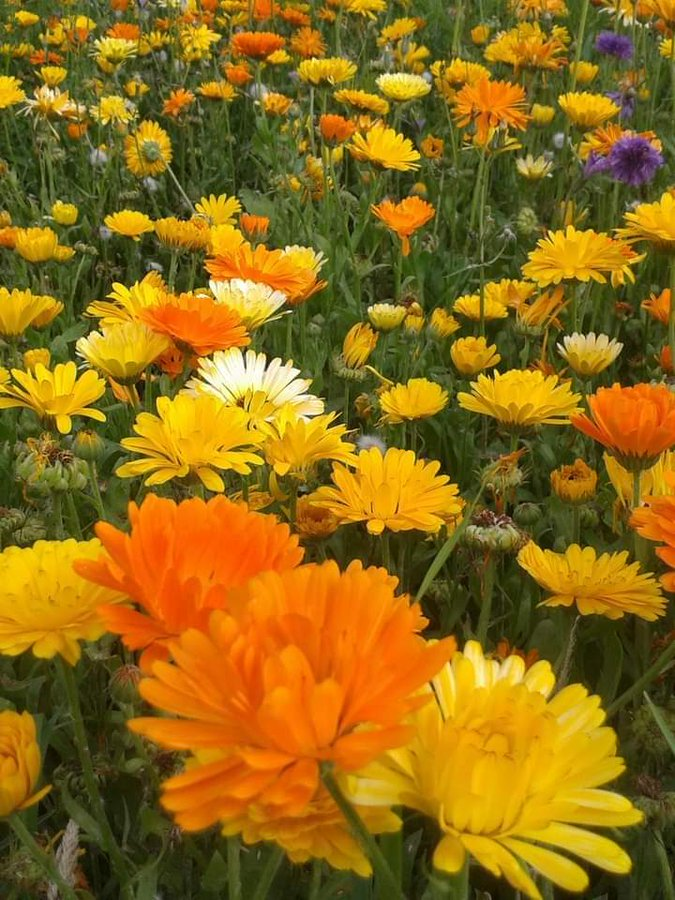 DanielP2400's tweet photo. @SergioA60798547 @tadayokun73 @insaurraldeh @AlexiaAnnuk @Silviadomi22G @Silviadomi222g @jet_new @WALLI27 @ElBlondyRD @ranasilvia63 @Luna_Om90 @virgyane @r95731 @leilasbsantos @ManishP78396947 @FL_FLOWI @AbdulCabrel @1012Keitai @glenton123 @EdgarLagos13 @Sandylisflor @Javedch77 @RoxanaElidaaa @EdgarAlbertola6 @surdomudo1 @SafdarDar8 @ManishP24604101 @GRAHAM15583070 @henrirousseau12 @Maricar13753309 @RoadBrook @tripletsfan19 @ThomsenKaleu @KatanaHugo @RosaTrunk @Rosana_Fava *********  
                #PRINCESE 💐
                                                                            
                                       ***********
💐💐💐💐💐 https://t.co/1O3s6aUqJv