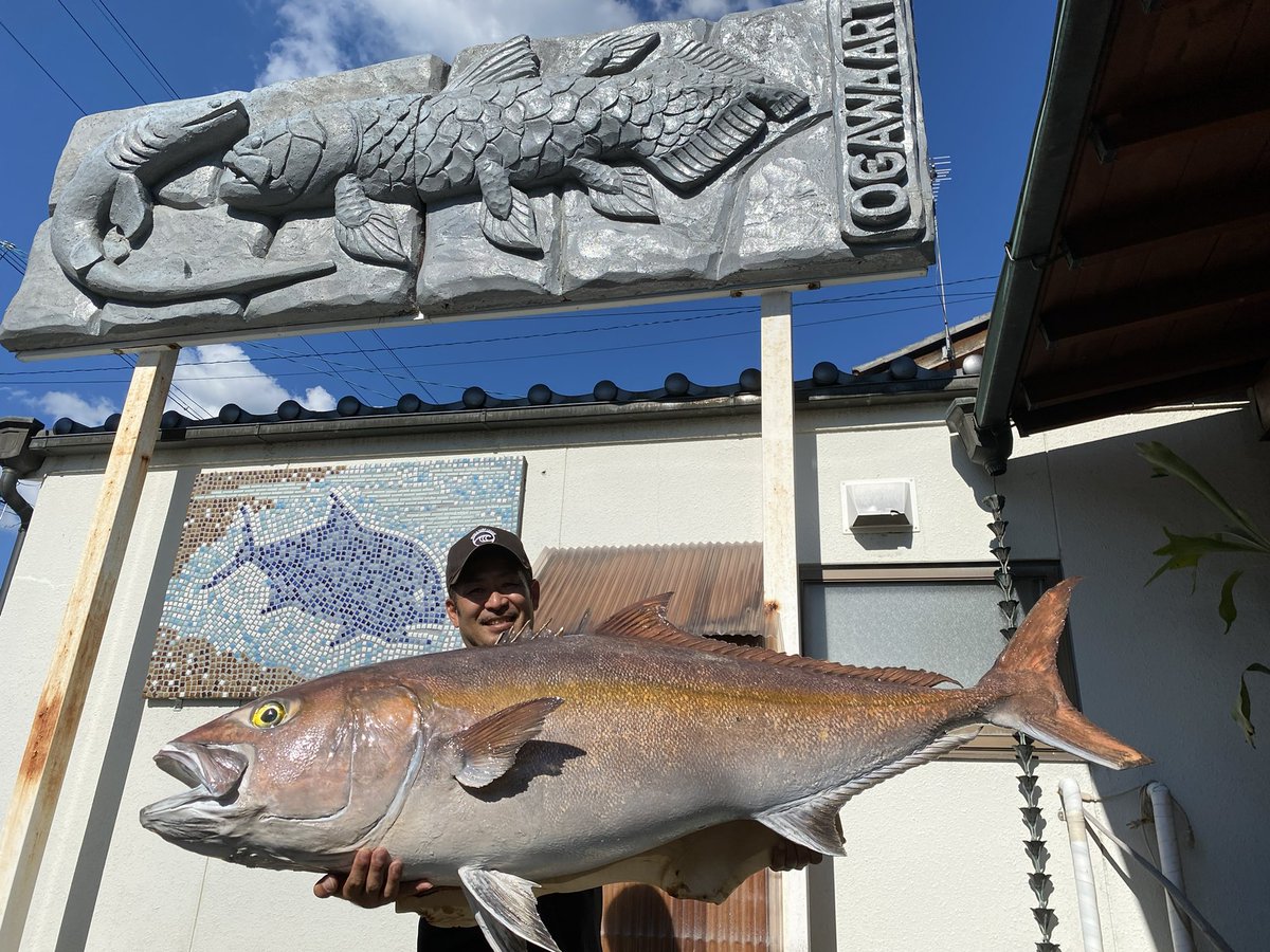 44kgカンパチ剥製 #魚類剥製#剥製#カンパチ#オガワアート#オガワアート