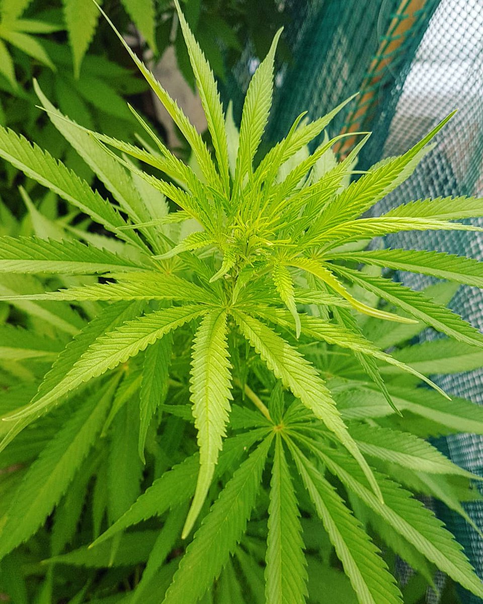 Sophie_MJ's tweet photo. Buenos dias #kannabistas ☀️
#ÍndicaCream 🌱
Se lo goza de buena mañana, está plena y rebosa una bellaza Tropical🌴💯🔝
@IntKannabia @Apez140 @INMAQ16 @KannabiaSeeds @Kannabia_Samen
•
#kannabiateam #feminizada #cultivavida #FelizSabadoATodos #free #LaSofiJardinera👩🏼🌾🌊🌴 https://t.co/IlA2w4fzhY