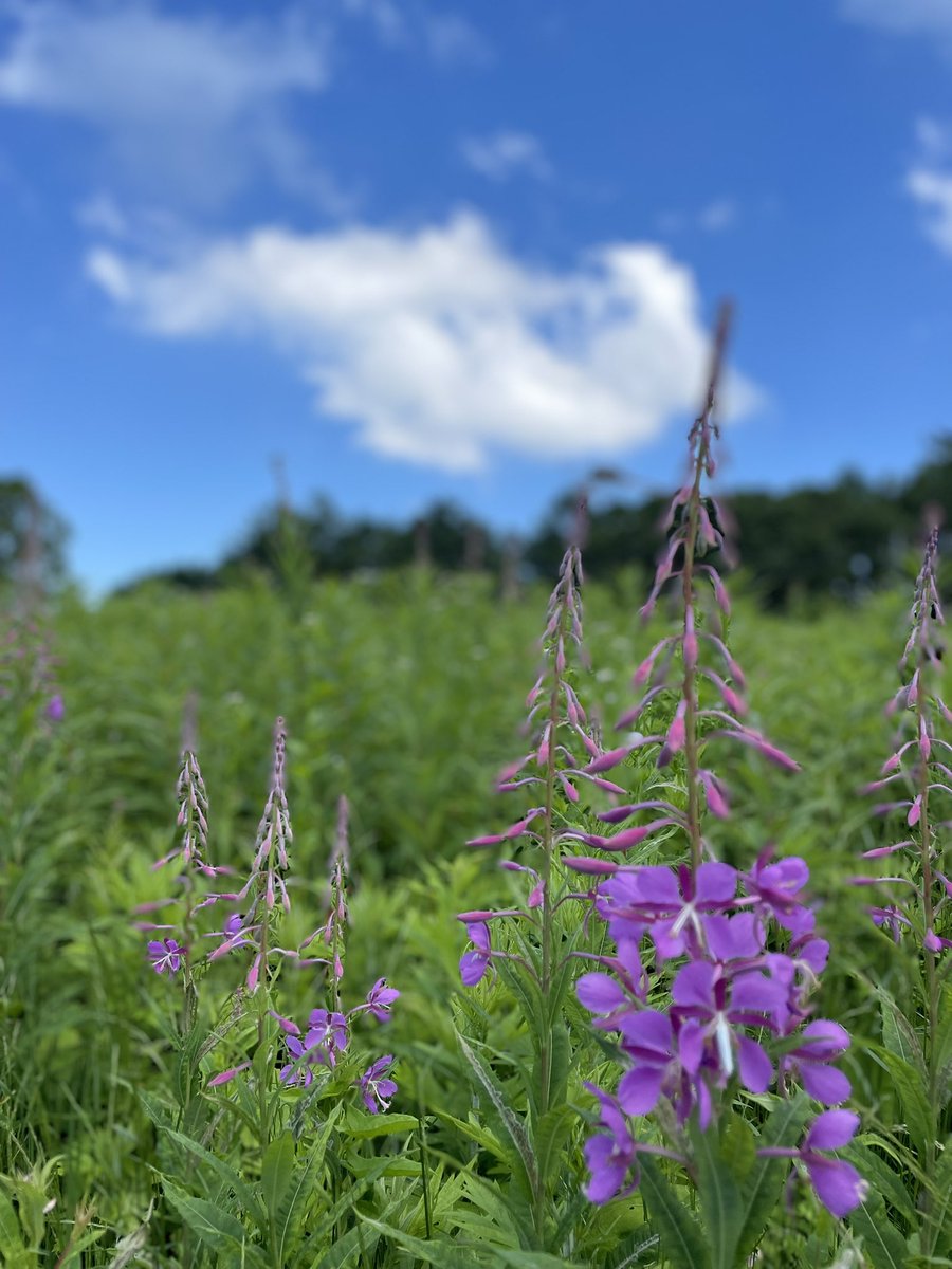 nozawanaski's tweet photo. 7月17日(土)
梅雨も明け、気持ちいい青空がひろがっています☀
現在の山頂やまびこ駅の気温は21℃！
程よく涼しい風が吹いていて、とても過ごしやすいです☺️

ヤナギランが少しずつ咲き始めました！
皆様のご来場お待ちしております！ https://t.co/dfgsMMIxu7