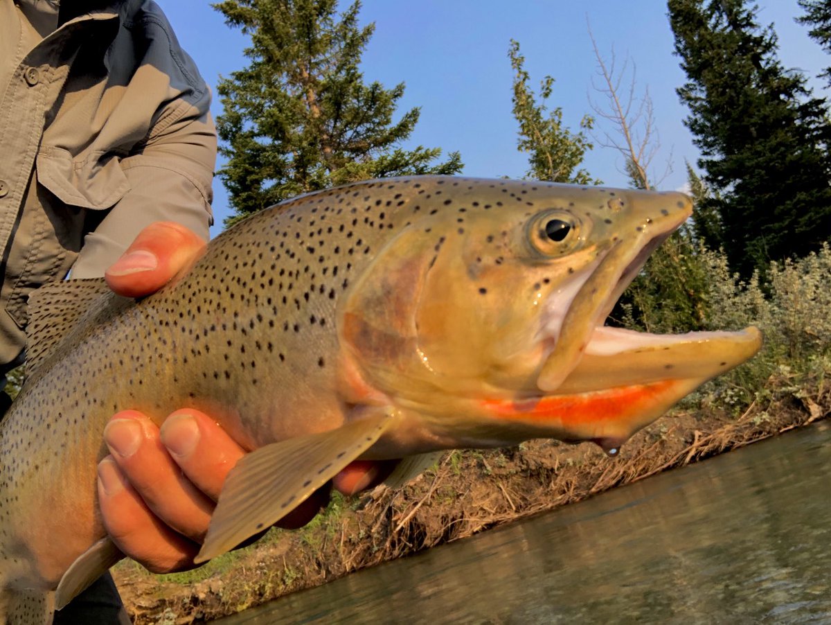 troutwhispers's tweet photo. I don’t take many fish photos because I’m the shits at the one handed shots with a squirming trout in the other hand.
But you don’t catch big fish like this in mountain streams very often, so...
#FlyFishAB #MyKindaSelfie https://t.co/gRIaKdmuxI