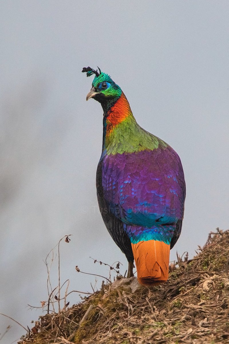 Finally, Himalayan Monal! What more one could ask for when this majestic bird makes an appearance just behind the camp site at 3000m. Wish the light was favourable (or present actually) but no complaints! #BirdsSeenIn2021 #IndiAves #Luv4Wilds #birdphotography