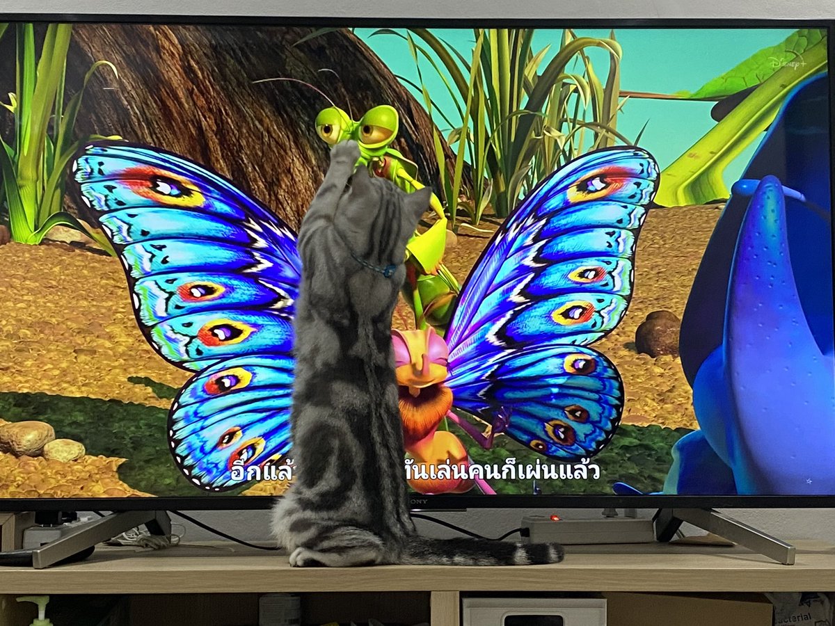 furbyfah's tweet photo. ใครเลี้ยงแมวแนะนำให้ลองเปิดดู ทีวีแทบขิต 5555555555555555555555555555 https://t.co/A8bPnE24Yo