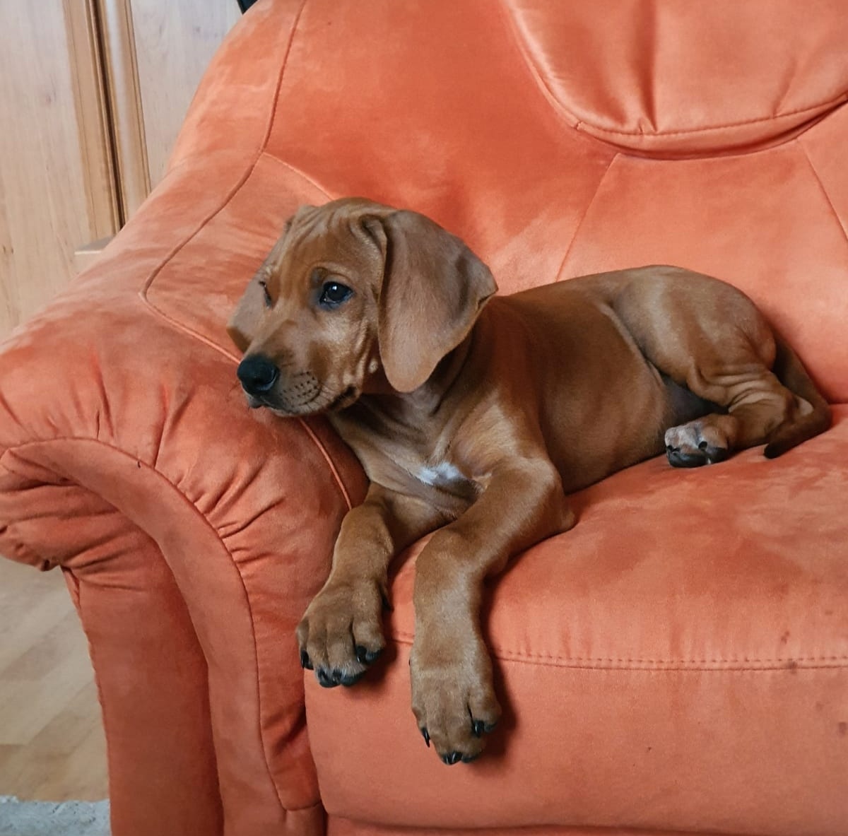 PaulRoss_29's tweet photo. 🦮🌞Happy Day🌞🦮
#BeHappy
#rhodesianridgeback 
#rhodesian_ridgeback #lovelydog #happydogs #happydog #puppy #puppylove #puppylover #puppylife #dogsarethebest #ilovemydog  #doglover #doggies #dogmodel #dogphotos
❤Photo by mine❤ https://t.co/HNwADWtXi6