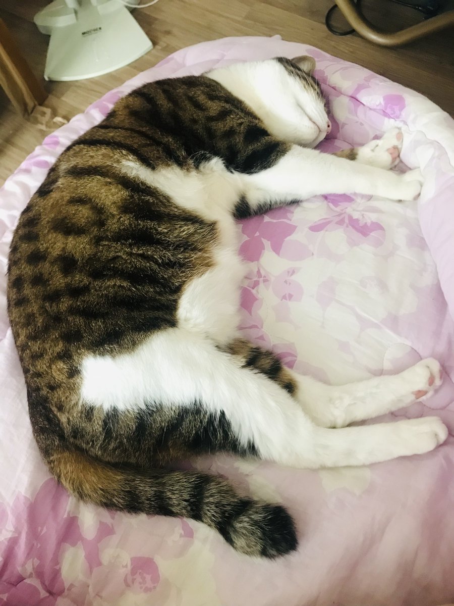 ain_nyan's tweet photo. https://t.co/HNWjoORCtD