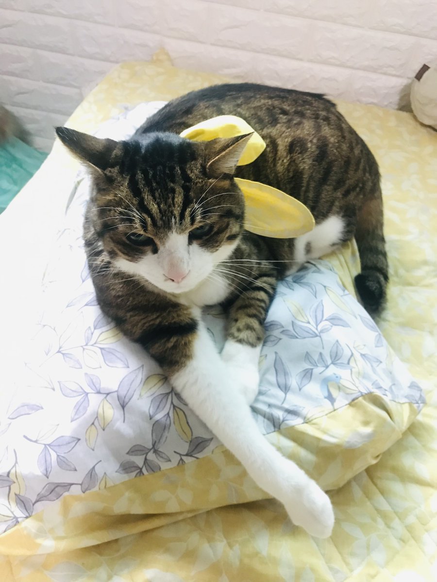 ain_nyan's tweet photo. https://t.co/g1nEdo1B7e
