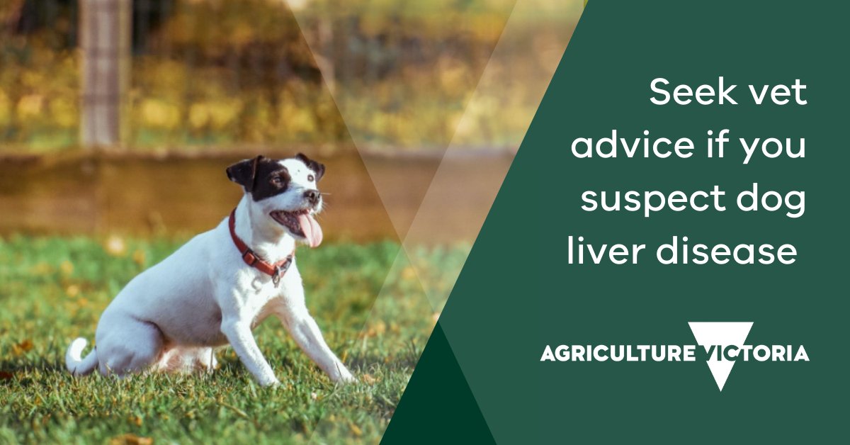 Agriculture Victoria on Twitter "Owners who have unwell dogs that were