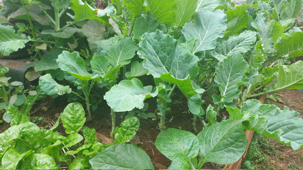 _Atamba's tweet photo. Everywhere you look, there is an opportunity to produce food. 

The future of #food is not a thousand big farmers, but a million small #farmers. Grow your own food, own the process! 

Produce as much as you can. 

#FoodSystems #foodsecurity #nutrition #foodsafety #agriculture https://t.co/4x4i63HiVP