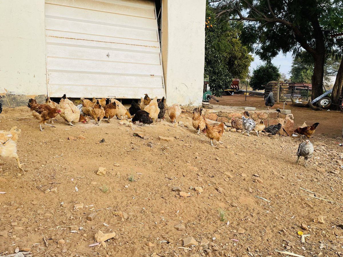 Future Land-Owner ® 🇵🇸 tweet media