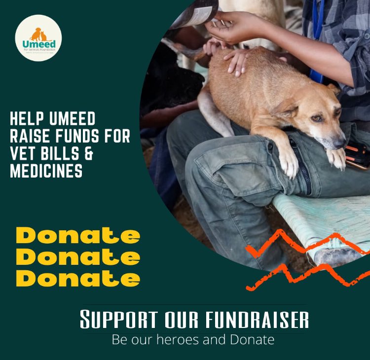 #MedicalFundraiser #urgent Please help us out of this debt so we can support more rescues🙏 
We have only managed to raise ₹6,600 out of our target of ₹80,000 for June’s vet bills & medicine bills. 
impactguru.com/s/t3kyTc
Please support & share 🙏 #retweet 
#donateforanimals