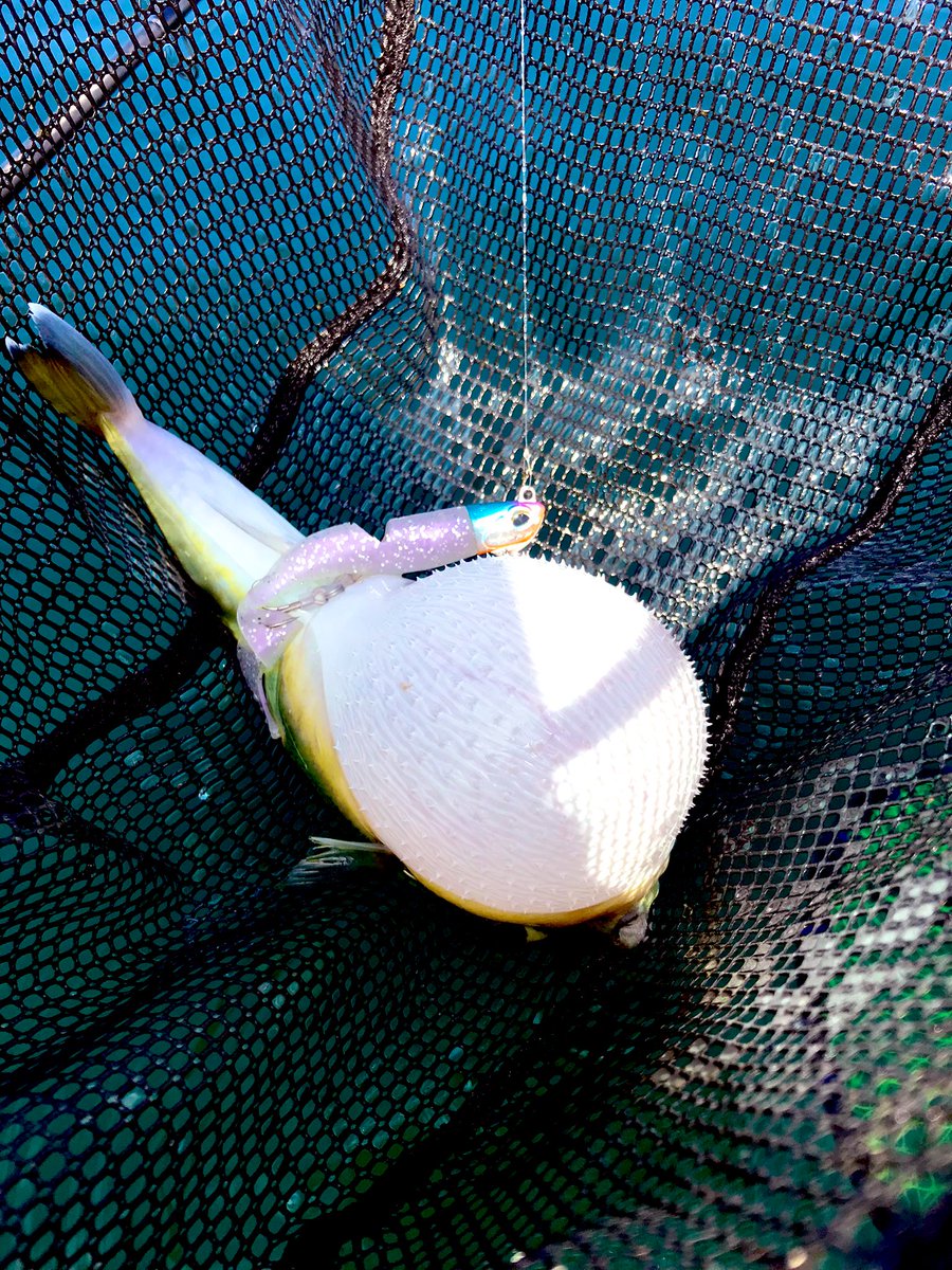 KIIFISHING's tweet photo. 今日は
1匹7000円(釣るためにかかった金額)のコノシロを釣りあげる結果となりました。
パーキングに釣られちまったぜ
1万入れてお釣りゼロだぜ。
#KIIFISHING
#葉山釣具センター
#catch&eat https://t.co/Kp9flylYyr
