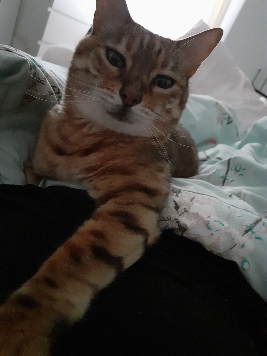 Lowiseowl's tweet photo. It's #Caturday!
Hope you all have a wonderful day, looks like another beautiful one βοΈπΌπ»ππ«
Thanks for so much love yesterday, that kind of thing really builds you up. β€π
#FriendsInMyPhone
#BeKind
#CatsOfTwitter
#WhyIsSheLickingMe https://t.co/zkvcuGNfip