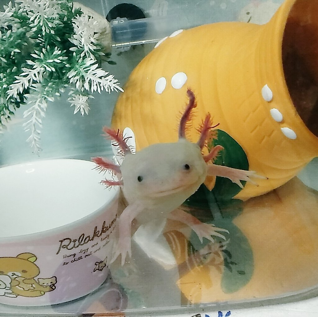 癒し系 Twitter Search