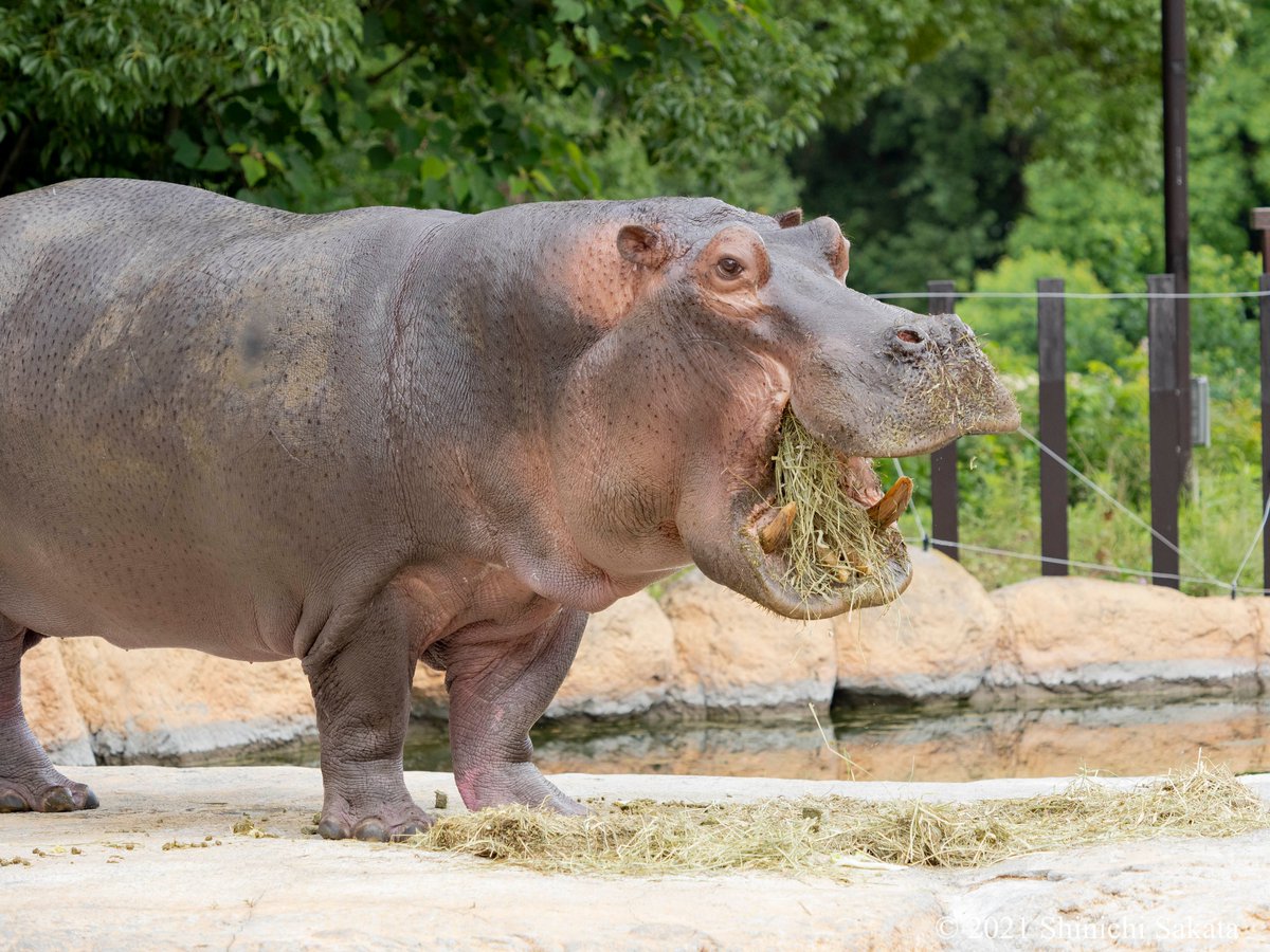 カバ Twitter Search