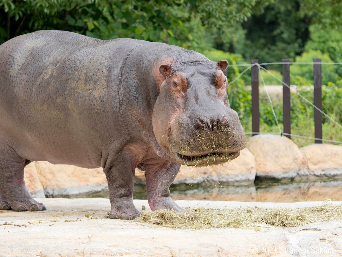 カバ Twitter Search