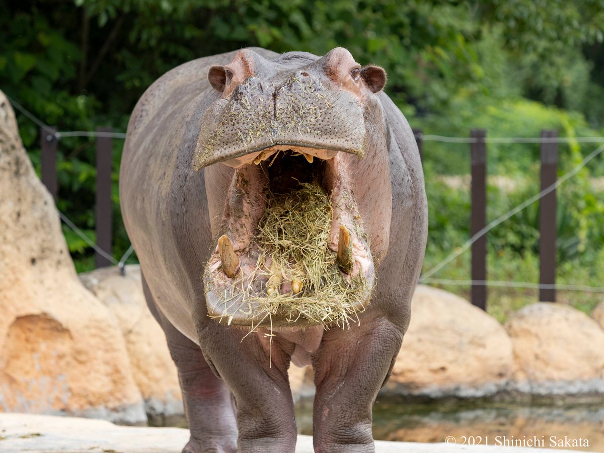 カバ Twitter Search