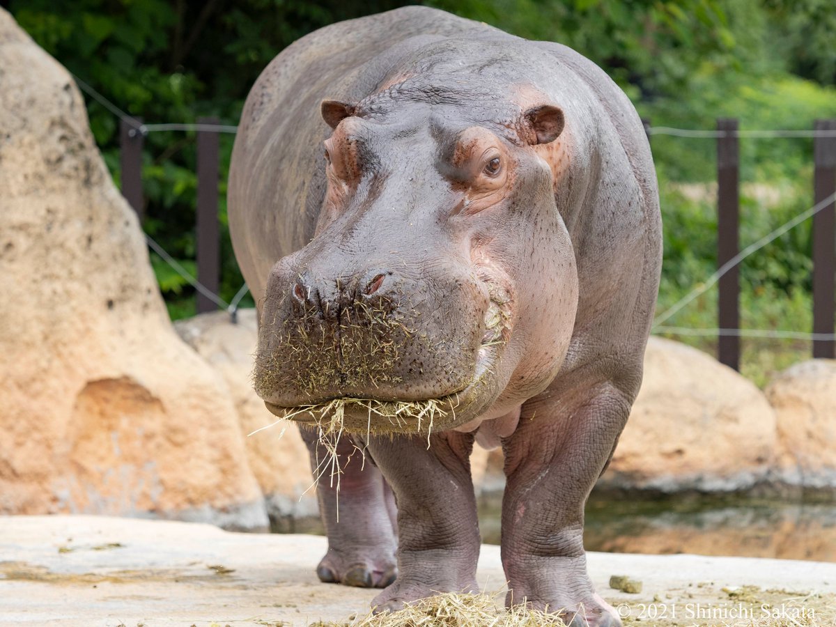 カバ Twitter Search