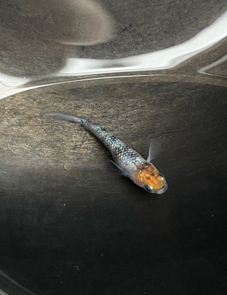 めだパン tweet media