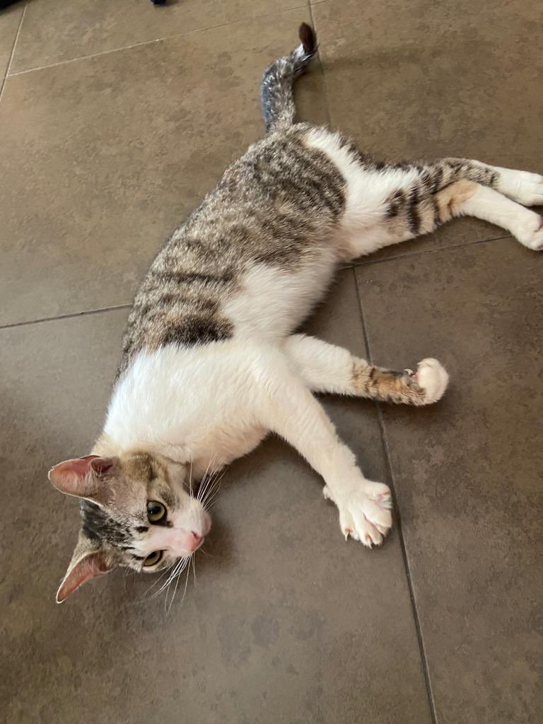cesc_ciurana's tweet photo. ⚠️GATETA BUSCA CASA URGENT⚠️
És femella, d'uns 8-12 mesos, molt carinyosa i dòcil. Només ens la podem quedar uns dies. Trobada a Reus. És possible que estigui embarassada. Està desparassitada.

Siusplau feu difusió🙏🏻! https://t.co/pIqLcEeBwH