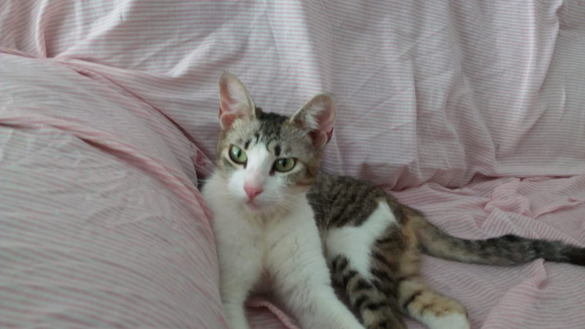 cesc_ciurana's tweet photo. ⚠️GATETA BUSCA CASA URGENT⚠️
És femella, d'uns 8-12 mesos, molt carinyosa i dòcil. Només ens la podem quedar uns dies. Trobada a Reus. És possible que estigui embarassada. Està desparassitada.

Siusplau feu difusió🙏🏻! https://t.co/pIqLcEeBwH