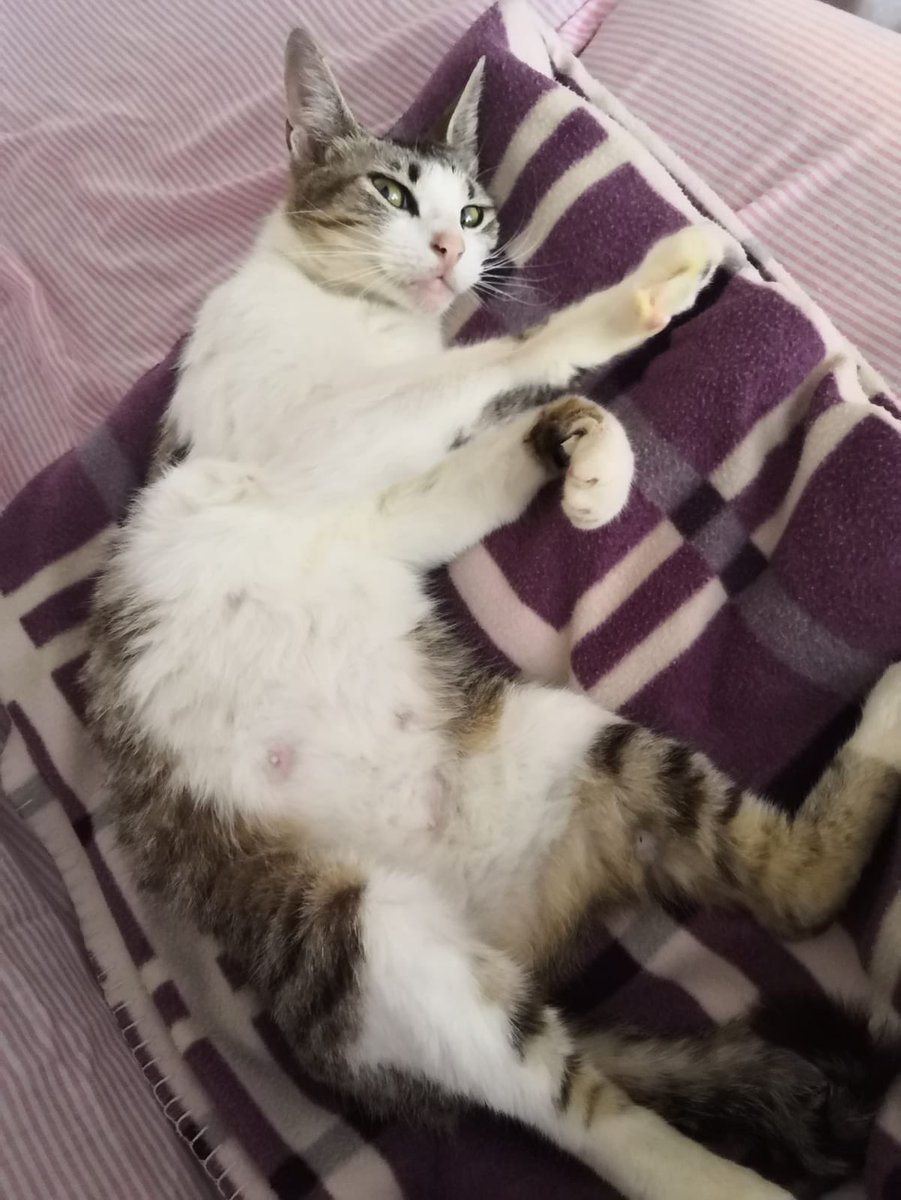 cesc_ciurana's tweet photo. ⚠️GATETA BUSCA CASA URGENT⚠️
És femella, d'uns 8-12 mesos, molt carinyosa i dòcil. Només ens la podem quedar uns dies. Trobada a Reus. És possible que estigui embarassada. Està desparassitada.

Siusplau feu difusió🙏🏻! https://t.co/pIqLcEeBwH