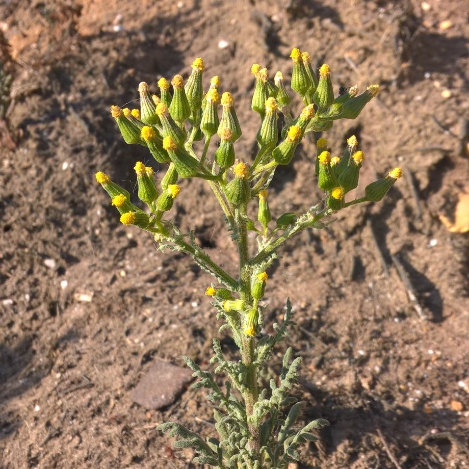 PurbeckWild's tweet photo. Heath Groundsel, a perky little summertime oddity.

#ukwildlife #365dayswild #wildflowerhour #groundsel #britishwildflowers https://t.co/nueHYV6yhf