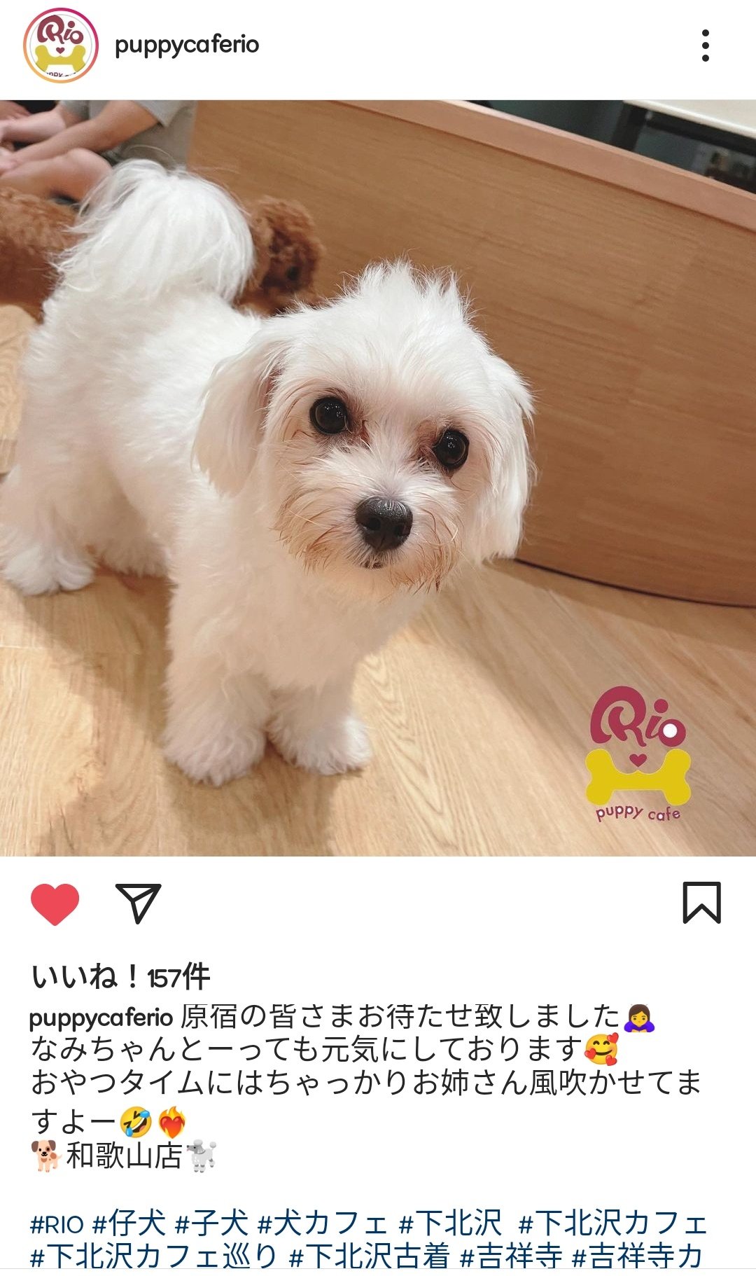 波音色 和歌山イオンの犬カフェrioさん O W O 子犬社会なので寛大な心が必要かも T Co Nfvtzijgma Twitter