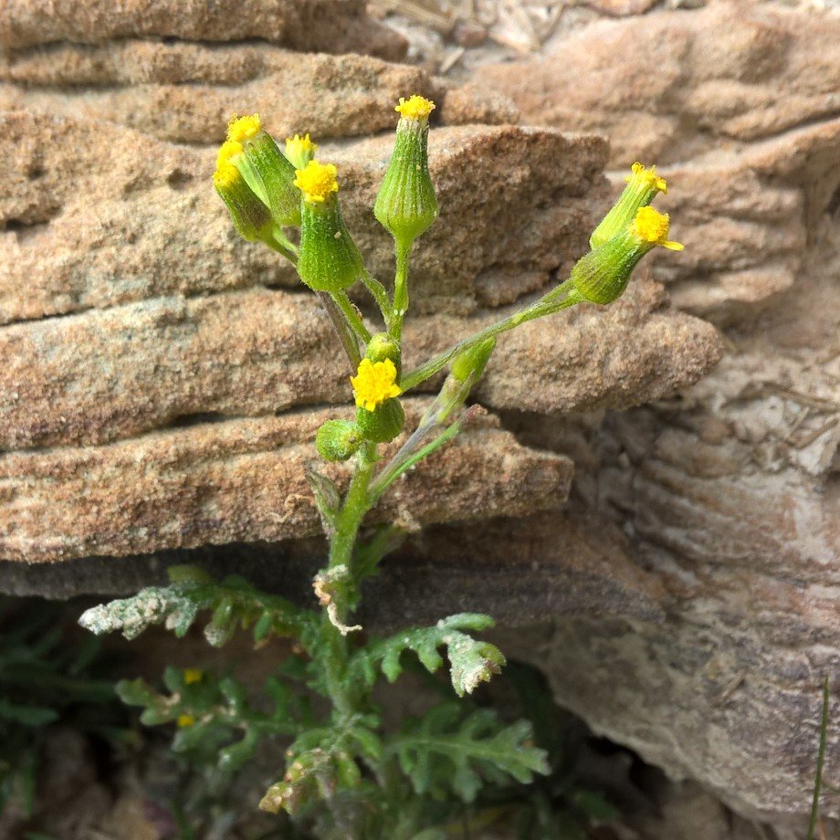 PurbeckWild's tweet photo. Heath Groundsel, a perky little summertime oddity.

#ukwildlife #365dayswild #wildflowerhour #groundsel #britishwildflowers https://t.co/nueHYV6yhf