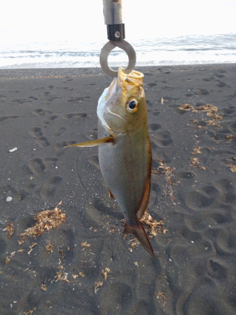 ট ইট র 助 昨日 久々の釣り 夕陽を見るつもりでルアー投げに行ったらイサキが掛かってくれました 釣りの神様ありがとう 伊豆大島