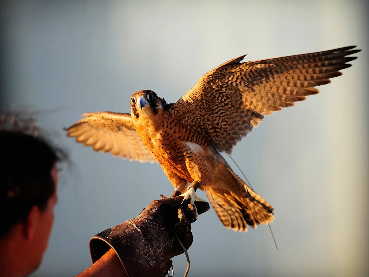 Ladies join us in the Worsley Recreation Ground Cuckfield on Tuesday night at 7.30pm to hear about the work of a Falconer. Guests welcome- please bring your own chair and refreshments.