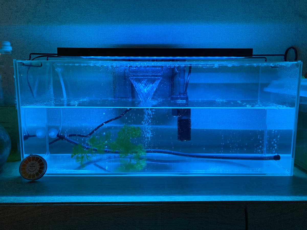 ヤーマン 照 V Twitter メダカの水槽水質がいまいちらしくお水からやり直し中 メダカ飼育難しい そんな中ledライト追加したらgreeeenカラーが出現しました 92ラジ たっつん メダカの師匠