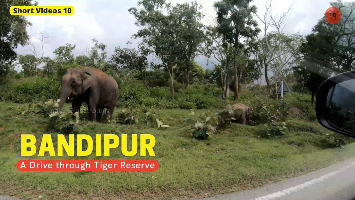 Globetrotting_'s tweet photo. A Scenic Drive through Bandipur Tiger Reserve
YouTube Link: https://t.co/vP7IMXZ8eG
Travel Date: July 2021
#Bandipur #Karnataka #ForestDrive #TigerReserve #Deer #elephants #Wildlife #IndianGlobetrotting https://t.co/e2dCXtTb2a
