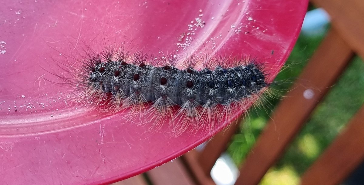 Na, wer weiß, was das ist? ;)

Im Rasen gefunden. Ungefähr einen halben Zeigefinger lang.