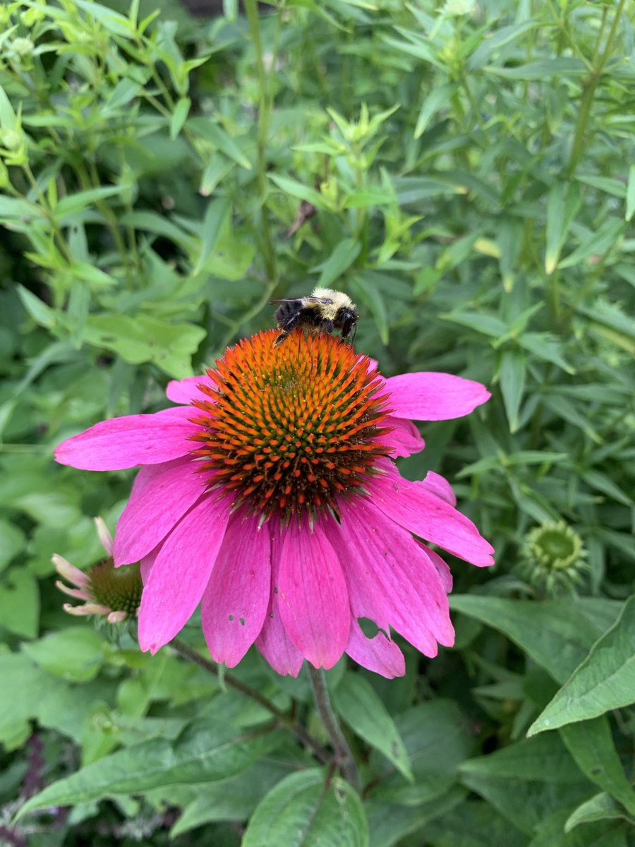 Laurie_David's tweet photo. Help these hard workers. Plant with them in mind. Refuse b/s chemicals like @HashtagRoundup and put out some water in a shallow bowl so they can have a sip of water #bees #imagineitbook #nature #birds @Bayer https://t.co/6UigHQj1Px