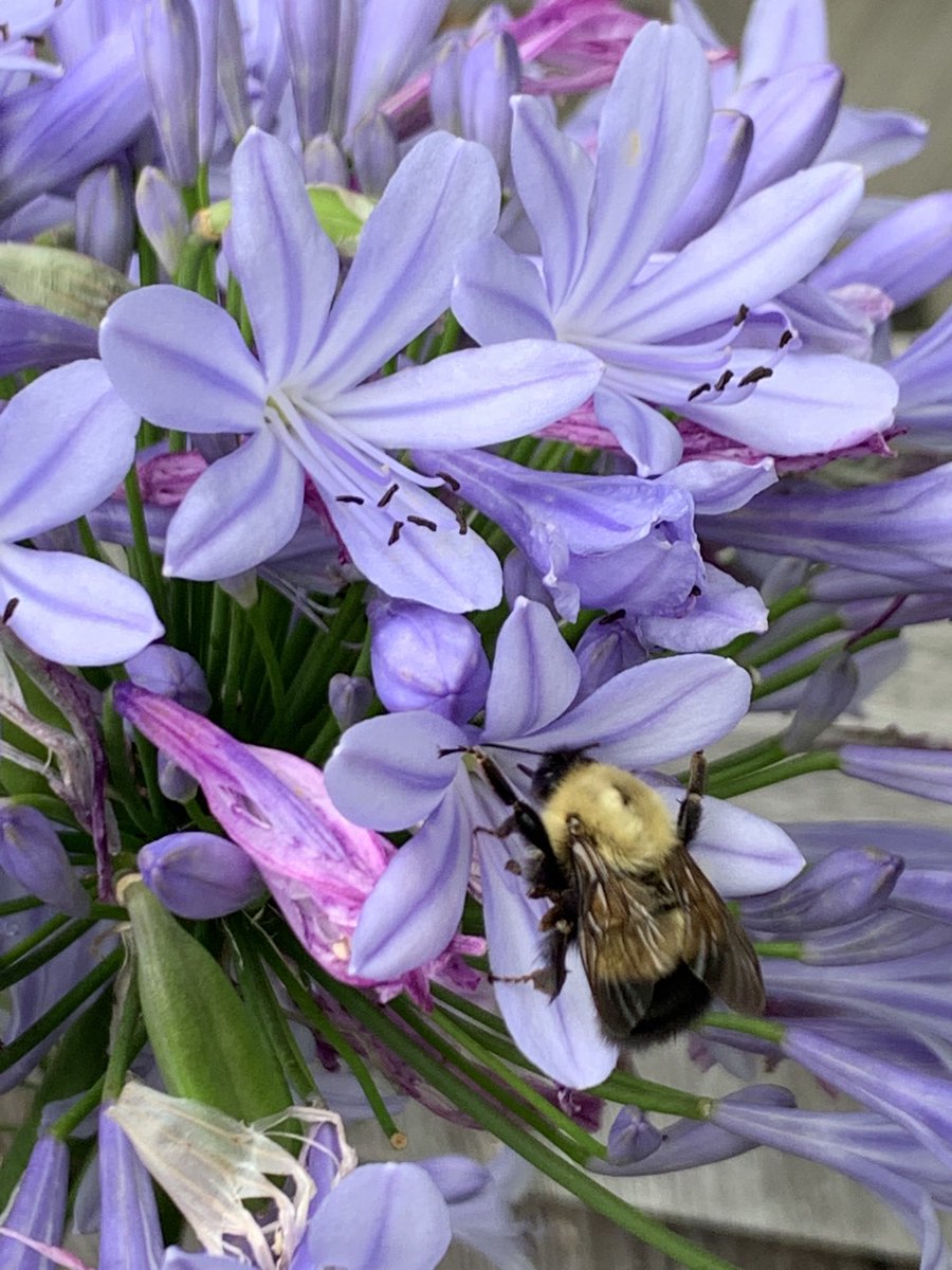 Laurie_David's tweet photo. They pollinate the food we eat! Protect them. Stop using chemicals on your lawns. Reduce your lawn and Plant shadbush and other beneficials. #bees #imagineitbook #climatecrisis @Bayer https://t.co/0xkQzKgnql