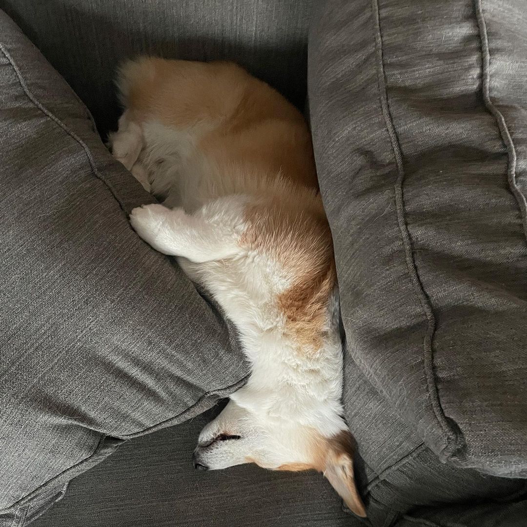 CommunityCorgi's tweet image. Do you love Corgi Dog?🤩
Who love this?🥺
Follow us👉 for more content! 😻🥰
 
❤️Double tap⁣❤️
_
_
#CorgiCrew #Corgi #corgiofTwitter