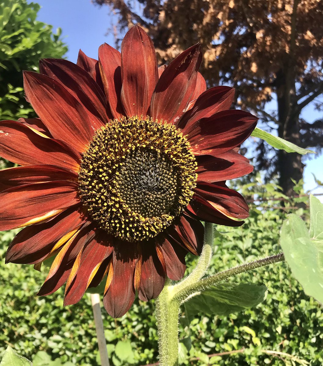 JulietMacArthur's tweet photo. Beautiful day, beautiful flowers. Sitting in my garden reading a book for first time since the start of the pandemic! #learntorelax https://t.co/sK5sn10afS