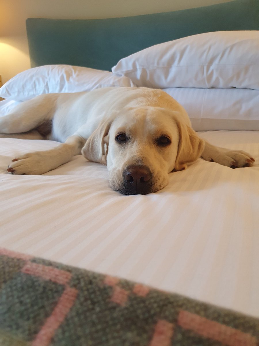 Lovely stay <a href="/TheArundell/">The Arundell</a> , gorgeous food and very dog friendly,  Luna was very happy , a real treat.