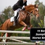 Check this Top 11 Best Show Jumping Horse Breeds #horse #horselovers