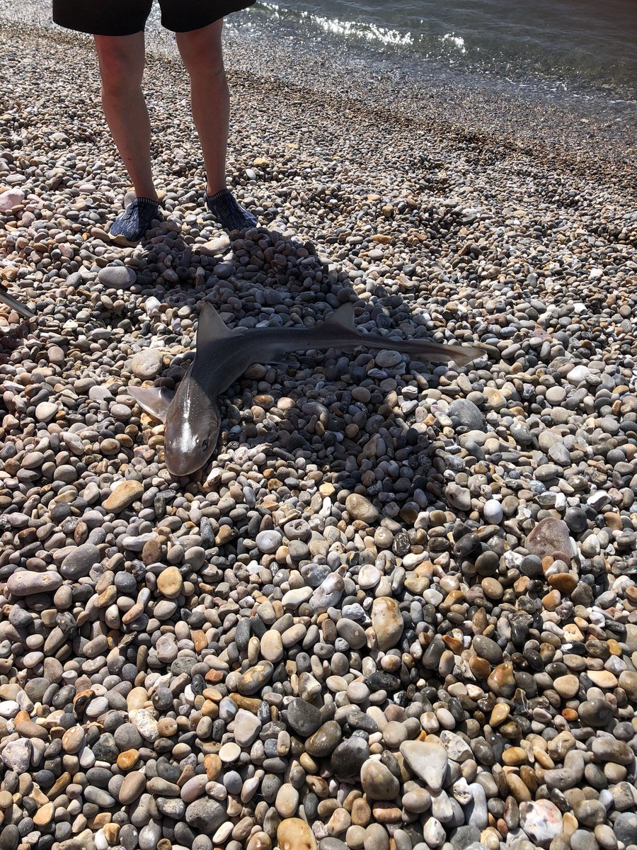 Thecampervanhi1's tweet photo. @georgeedpainter Look what was pulled out the water this morning in Devon where I am 😳 https://t.co/y6zU8OZ02R