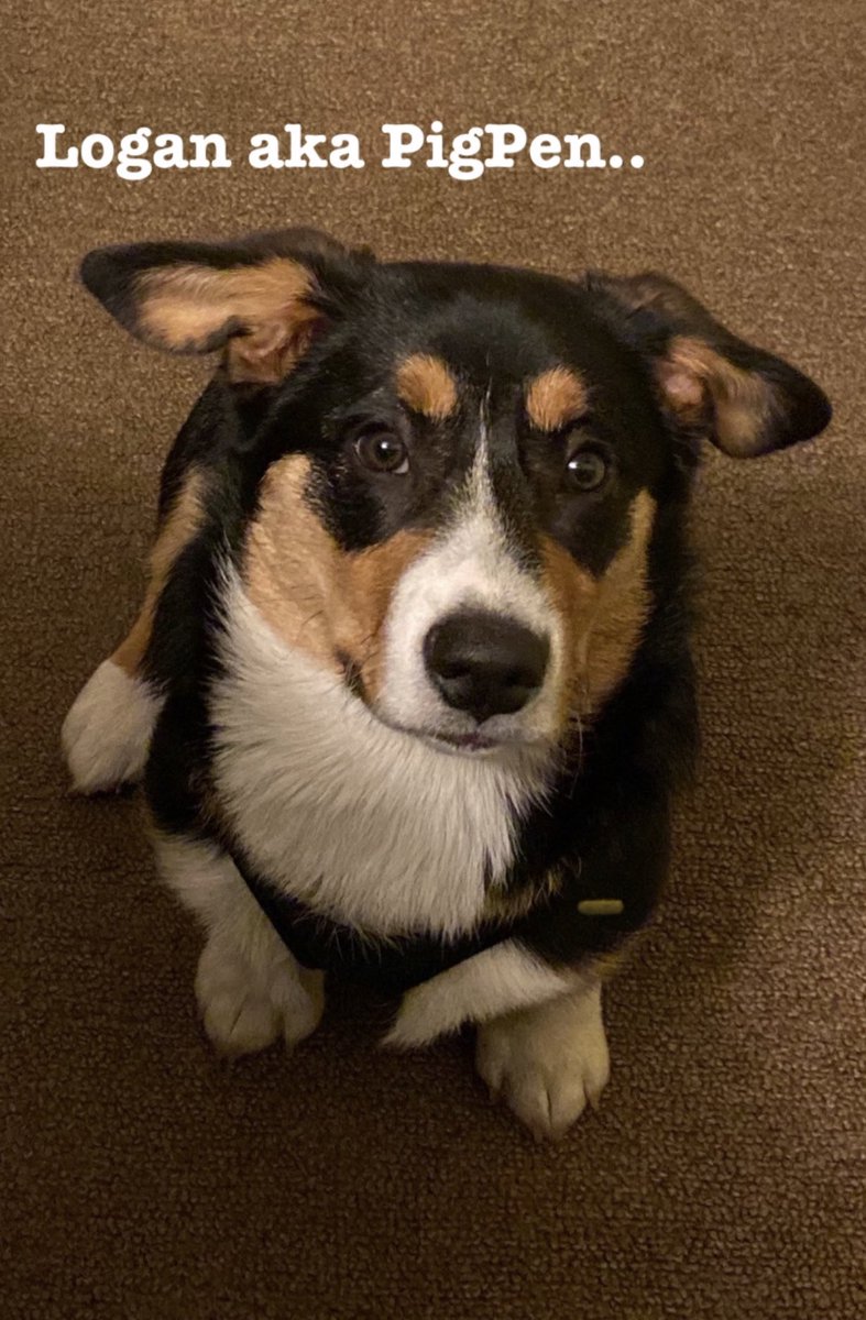 QBeast9922's tweet image. Hey Hooman.. I know there’s food up there.. We need to share it or it’s going to be a long night for you.. 
🦋🔥💪🏾🌱
#Corgi #LoganHasSpoken #CorgisRuleTheWorld #DogsofTwittter #BlessedAndGrateful #LoganSaysHelloHoomans