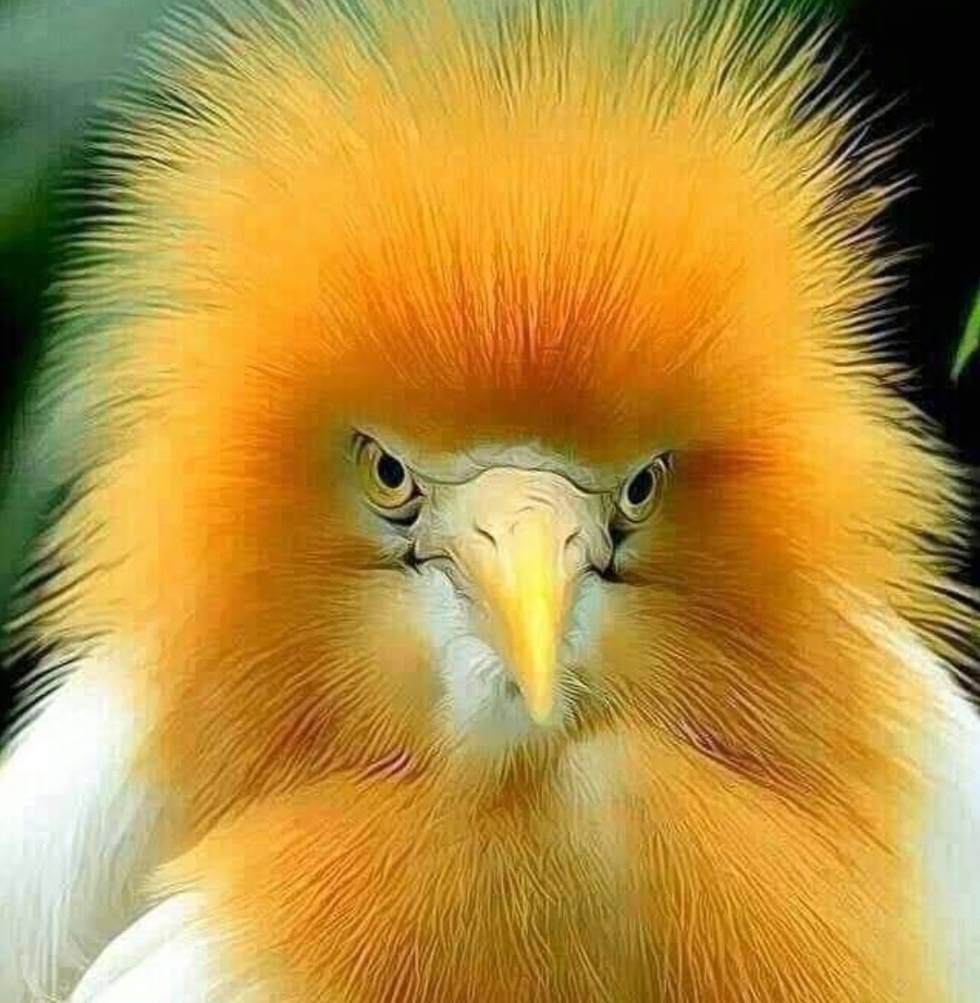 Paulo Da Cruz Lucchesi (@pclucchesi) on Twitter photo 