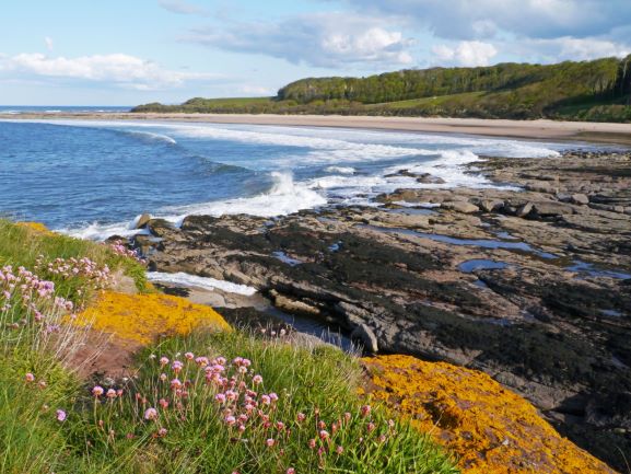 The Firth of Forth Special Protection Area has estuaries &amp; coasts &amp; goes from Alloa to Fife &amp; East Lothian. Its insect-rich intertidal flats, rocky shores, saltmarsh, lagoons &amp; sand dunes support important numbers of wintering wildfowl &amp; waders.

#YCW2021