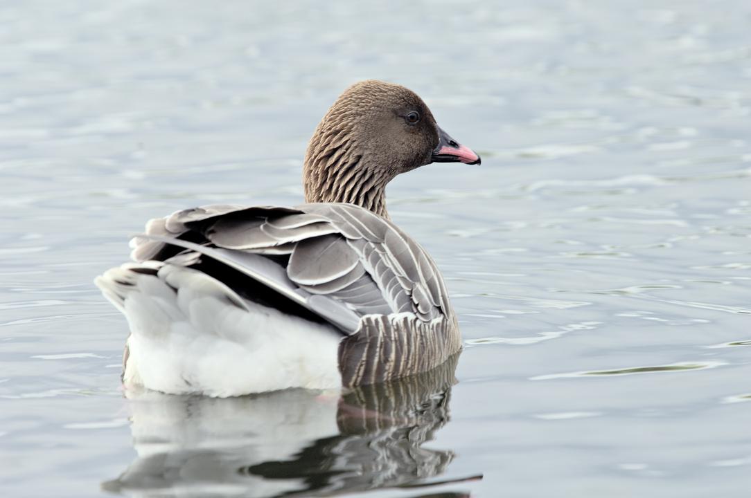 NatureScotSouth's tweet photo. The Firth of Forth Special Protection Area has estuaries &amp; coasts &amp; goes from Alloa to Fife &amp; East Lothian. Its insect-rich intertidal flats, rocky shores, saltmarsh, lagoons &amp; sand dunes support important numbers of wintering wildfowl &amp; waders.

#YCW2021 https://t.co/e0BOOy6idT