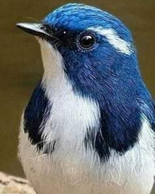 Paulo Da Cruz Lucchesi (@pclucchesi) on Twitter photo 