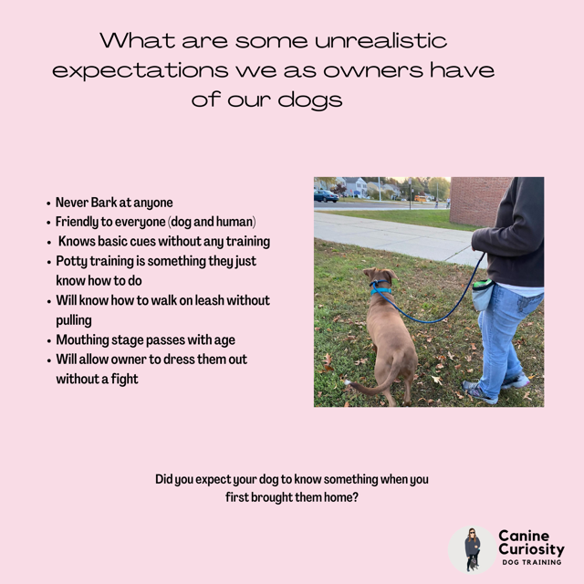 caninecuriosity's tweet image. #trainyourdog #respectotherdogs #leashmanners #badbehaviorsbydogs #guilfordct #branfordct #stratfordct #engageyourdog #maketrainingfun #ctdogtrainer