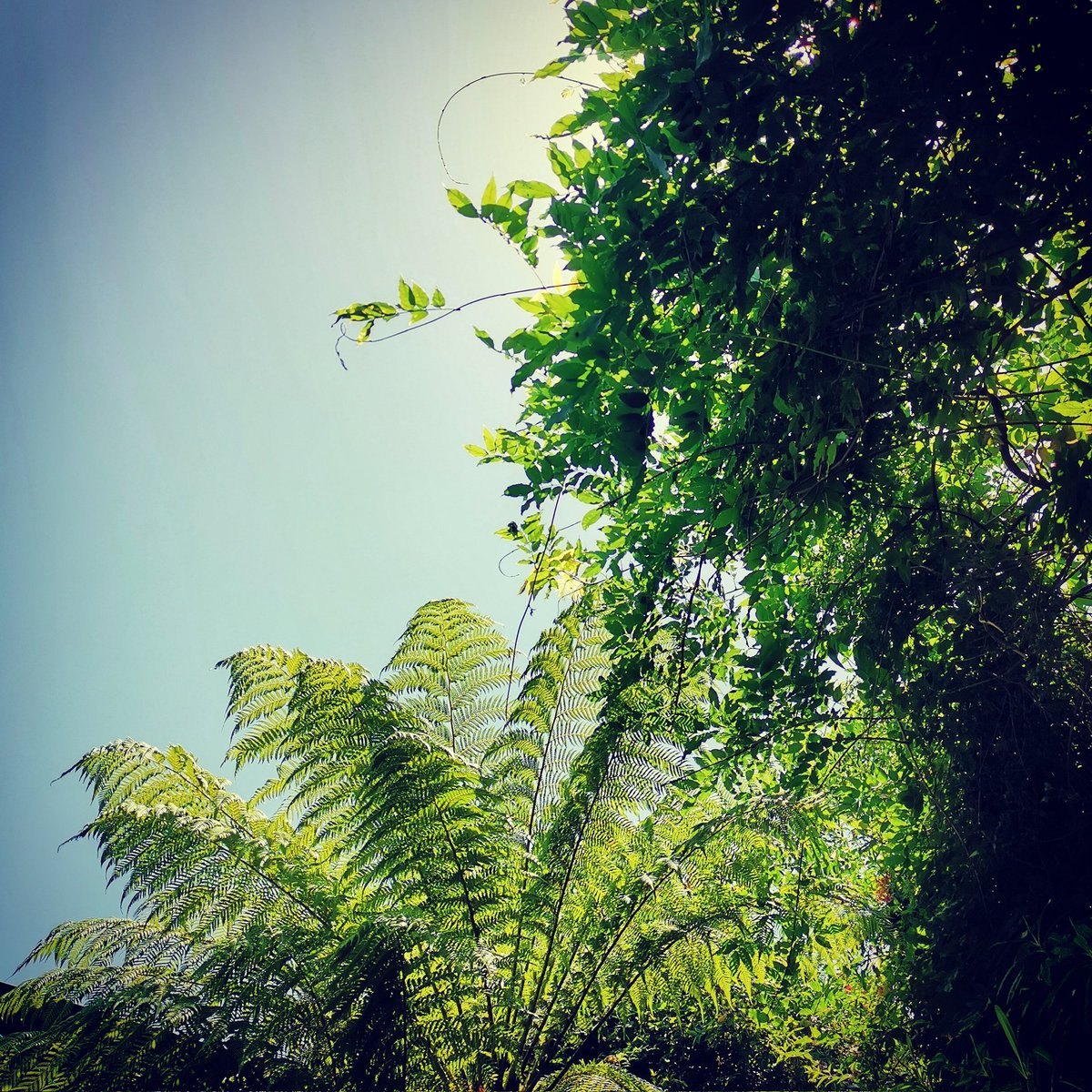 beesgardens's tweet photo. It's not often I get a chance to slow down &amp; enjoy the garden, but after a lovely lake swim this morning I've dragged a rug under the #wisteria and #treeferns listening to the breeze lots of #bees and #damselflies flying overhead, pure bliss 🌴🌿 ✨ #gardendesigner #timeforarest https://t.co/0srOEv1mDs